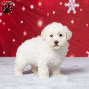 Daisy, Miniature Poodle Puppy